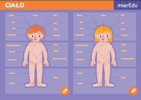 Magnetyczna podkładka - Anatomia człowieka