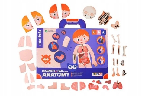 Magnetyczna podkładka - Anatomia człowieka